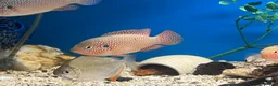 Cichlids fish for sale: Malawi cichlid  - Advert 1