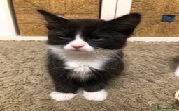 Mixed Breed cats for sale: siamese x siberian tuxedo kittens - Advert 5