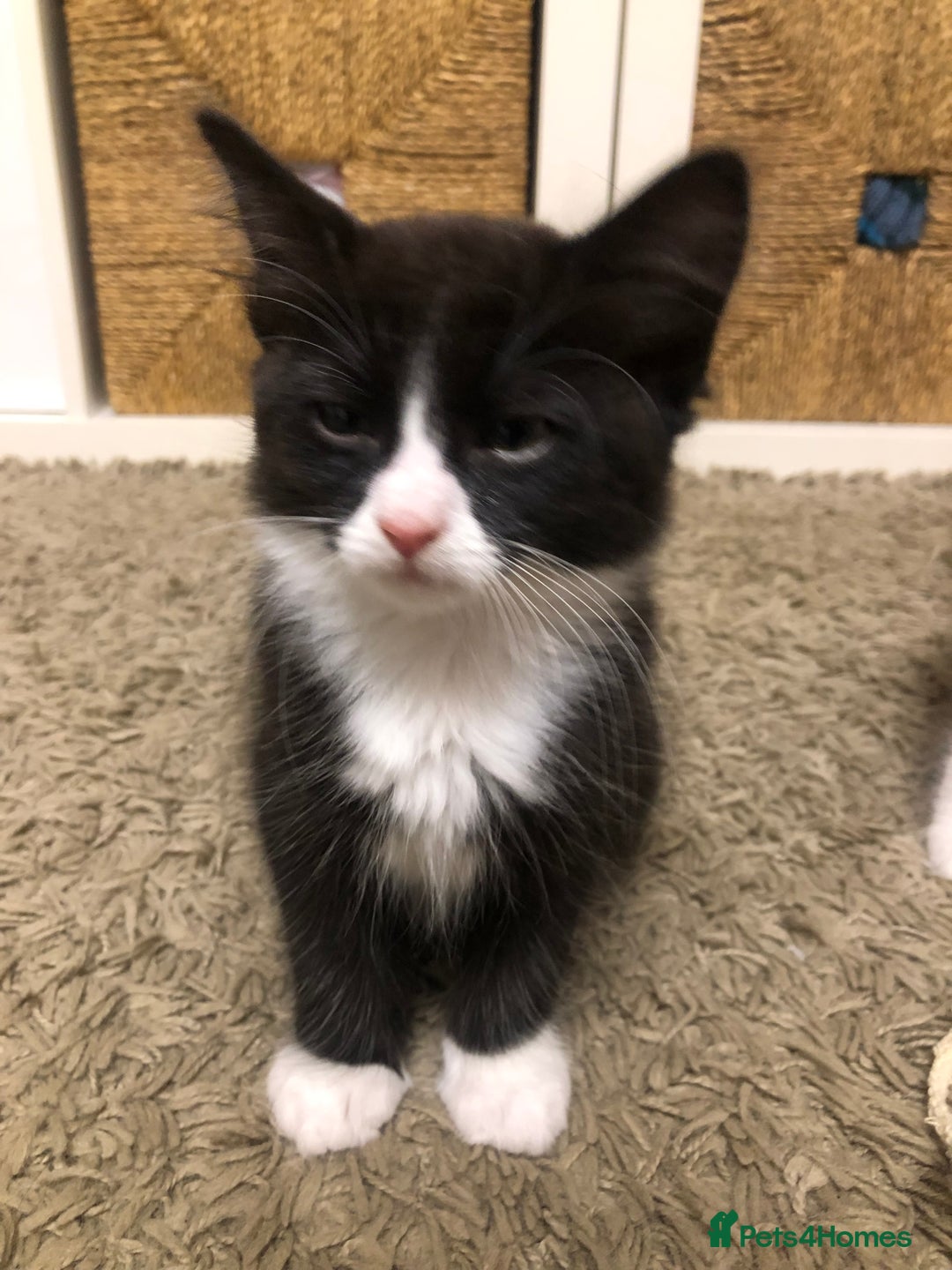 Mixed Breed cats for sale: siamese x siberian tuxedo kittens - Advert 5
