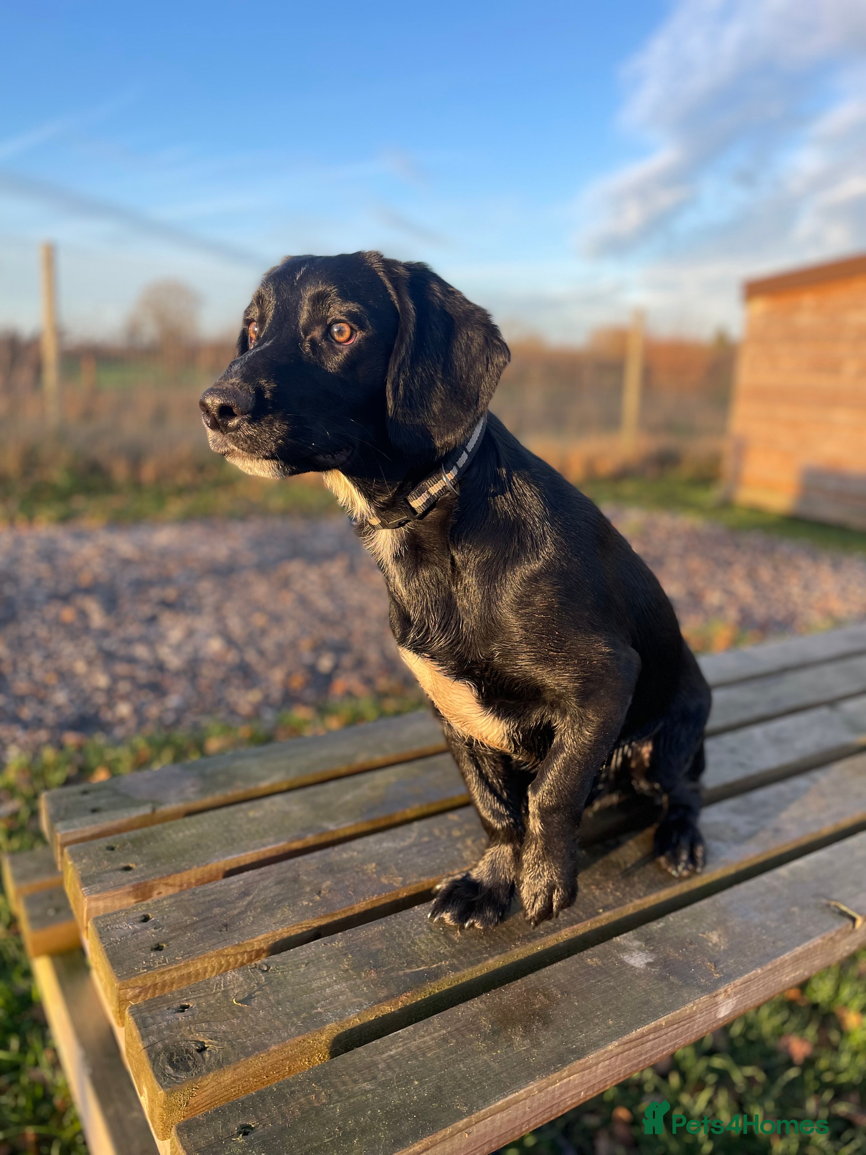 Springador dogs Apollo - Advert 4