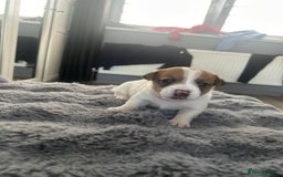 Jack Russell dogs for sale: Jack Russel puppies  - Image 7