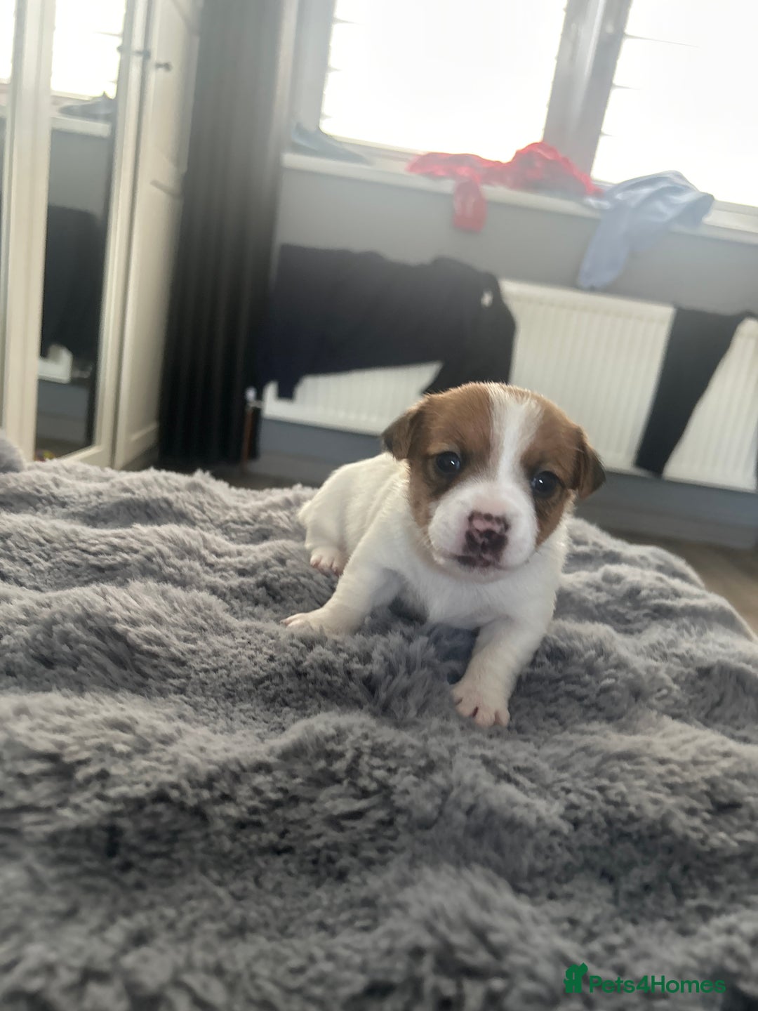 Jack Russell dogs for sale: Jack Russel puppies  - Image 7