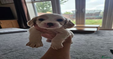 Cocker Spaniel dogs - Advert 2