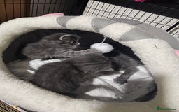 British Longhair cats for sale: 5 little kittens  - Advert 10