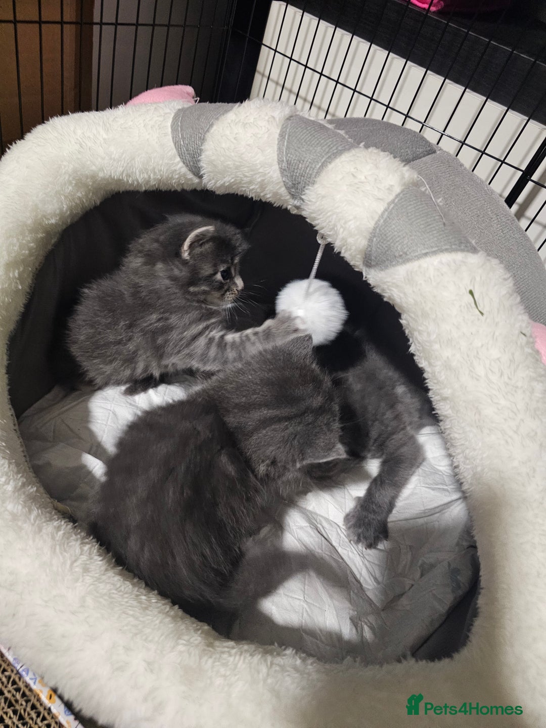 British Longhair cats for sale: 5 little kittens  - Advert 10