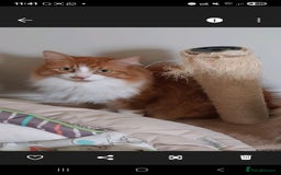 Turkish Angora cats for sale: 11 year old neutered Female Turkish Angora - Image 3