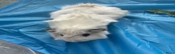 Guinea Pig rodents for sale: Adorable guinea pigs - Advert 7