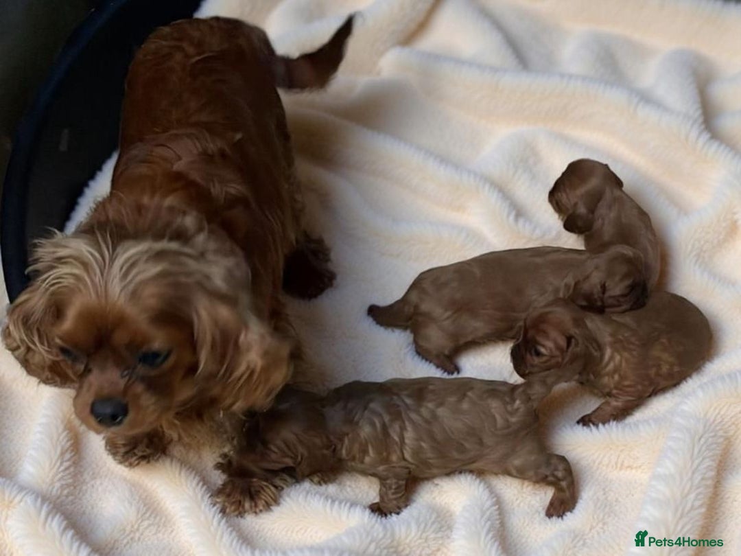 Cavalier King Charles Spaniel dogs for sale: Health Tested Ruby Cavalier Pups - Advert 6