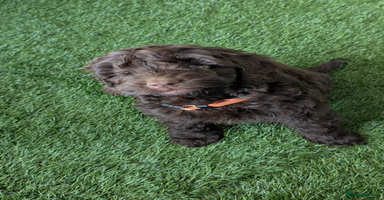Cockapoo dogs - Advert 3
