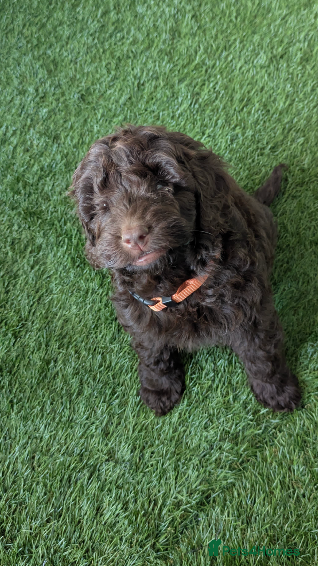 Cockapoo dogs for sale: Beautiful Health clear Cockapoos - Image 6
