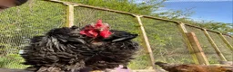 Chickens poultry for sale: 6 x Hatching Eggs available Mixed Bantams  - Advert 8