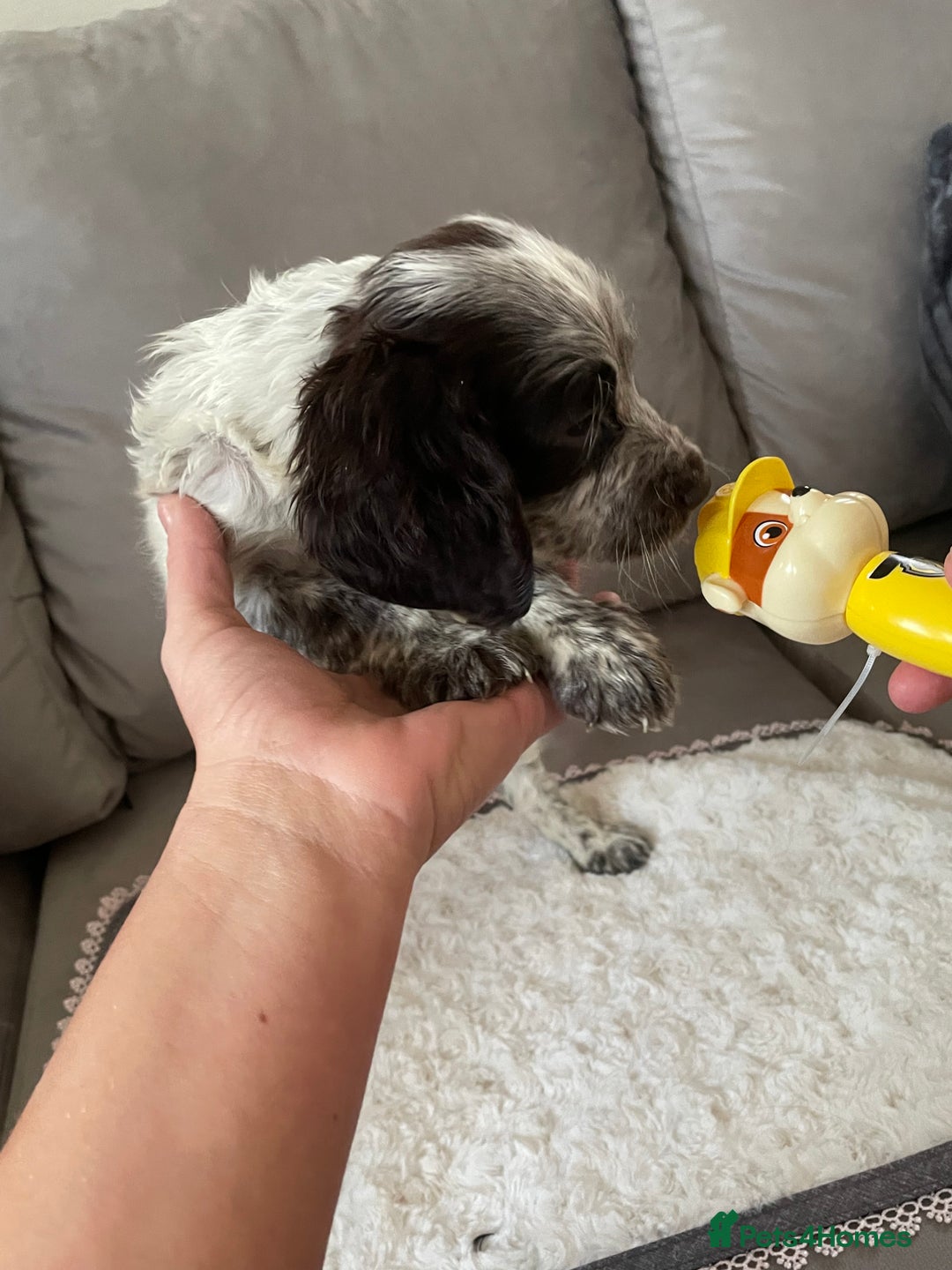 Cocker Spaniel dogs for sale: Healthy puppies - Image 18