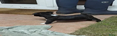 Boston Terrier 3