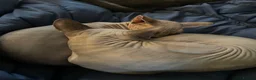 Sphynx cats for sale: Adorable sphynx adult cats  - Advert 7