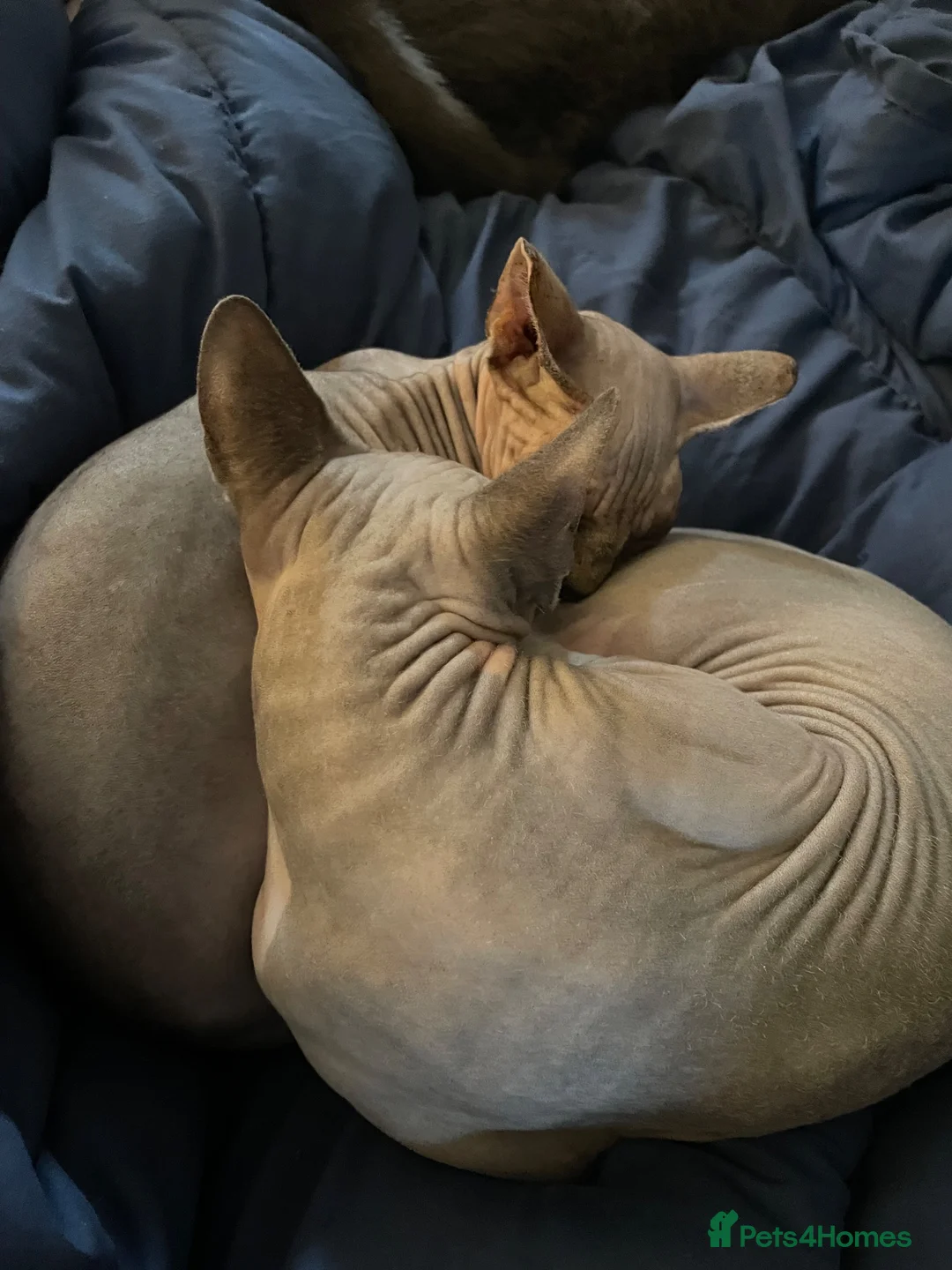 Sphynx cats for sale: Adorable sphynx adult cats  - Advert 7