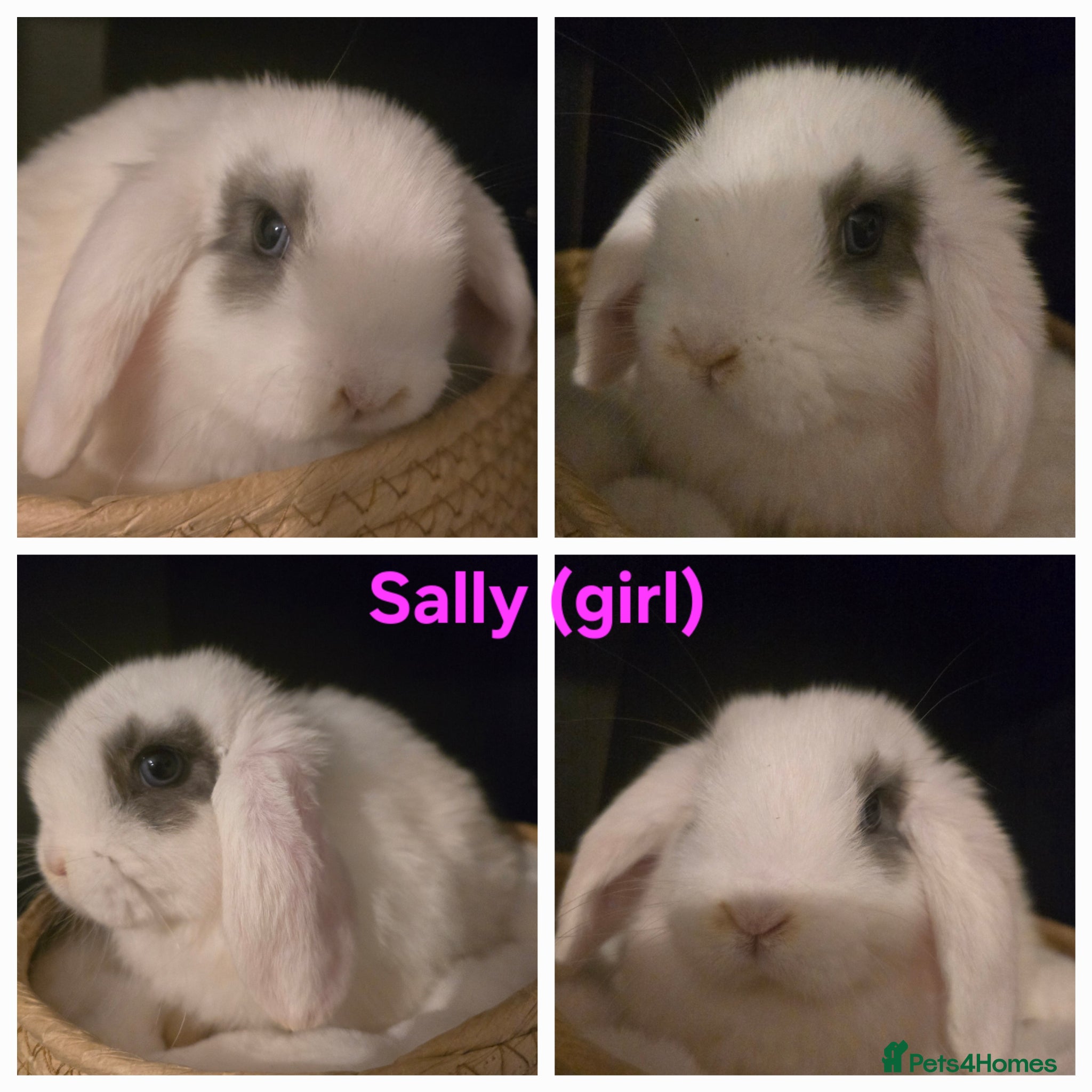 Mini Lop rabbits Gorgeous Mini lops - Advert 1