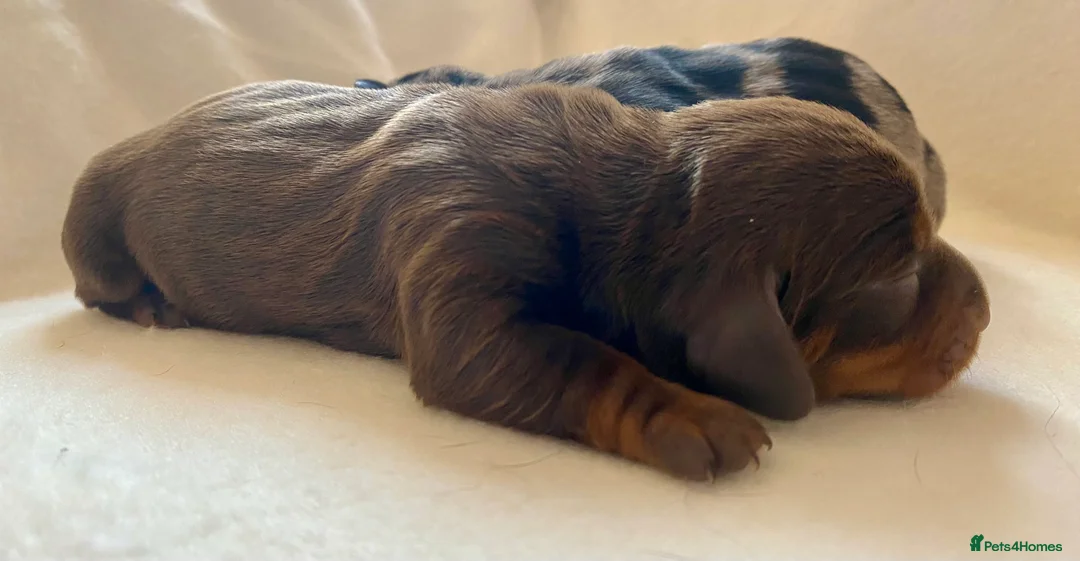 Miniature Dachshund dogs for sale: Outstanding Litter KC Miniature Dachshunds  - Advert 2