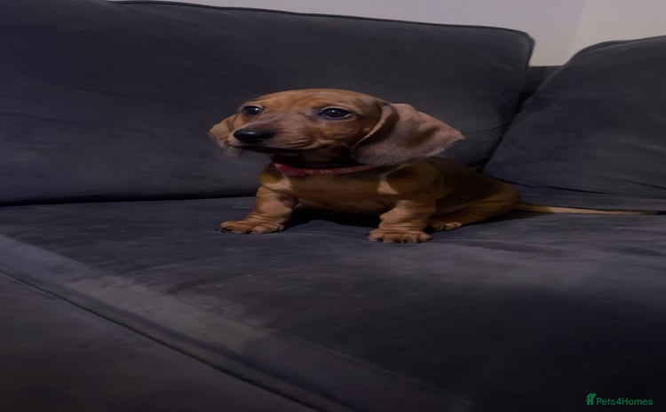 Dachshund dogs Beautiful dachshund one girl left Ready now - Advert 7