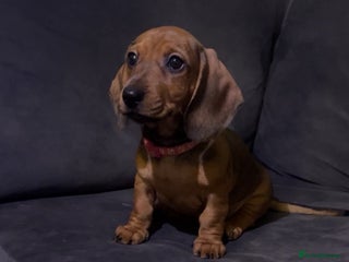 Dachshund dogs Beautiful dachshund one girl left Ready now - Advert 17