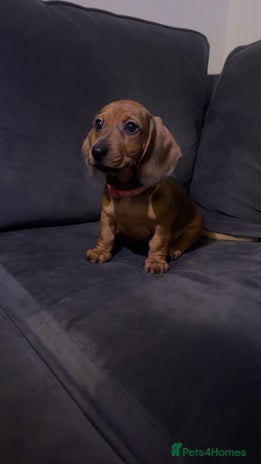 Dachshund dogs Beautiful dachshund one girl left Ready now - Advert 7