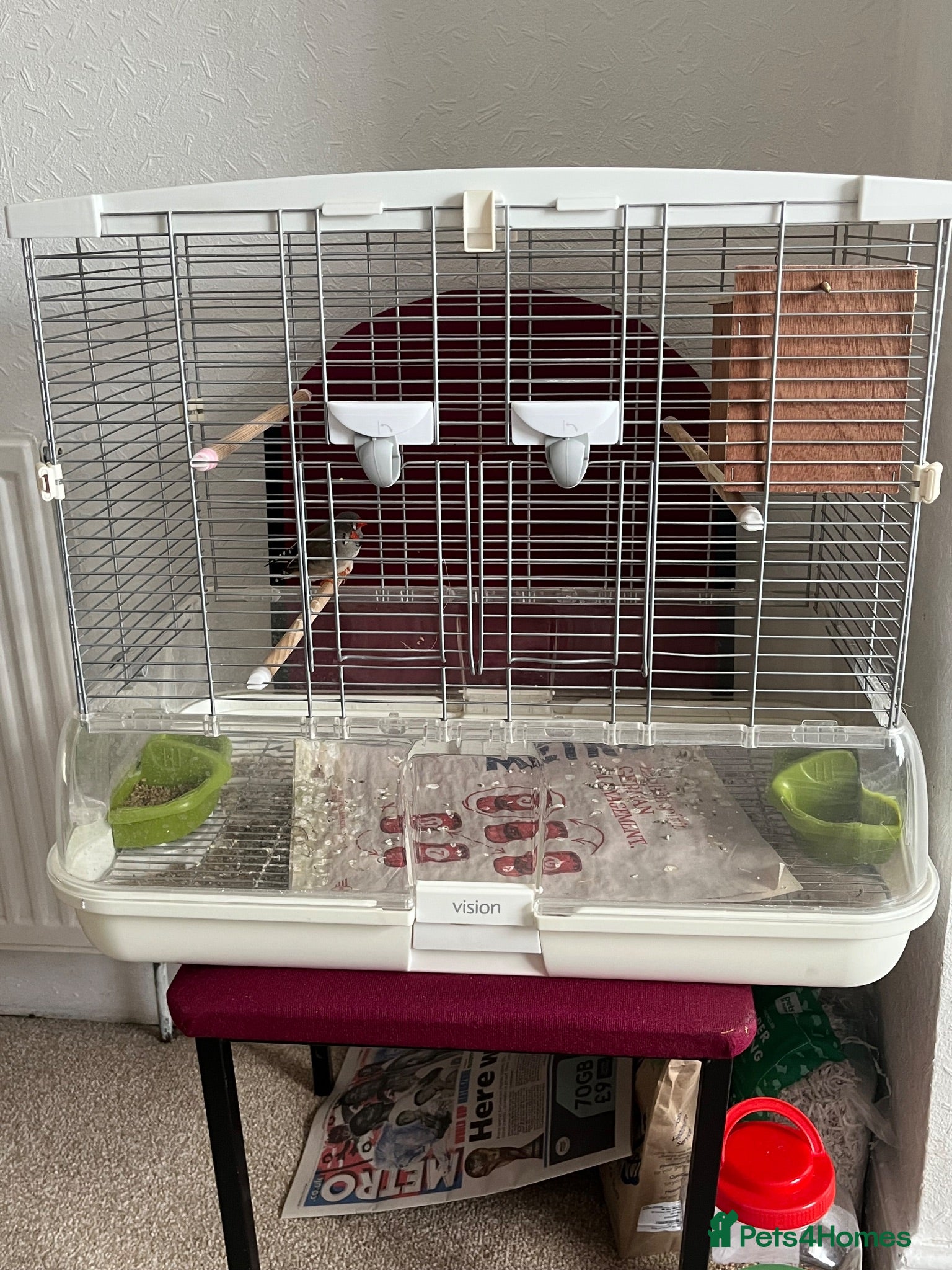 Finches birds Male and female zebra finches for sale  - Advert 1