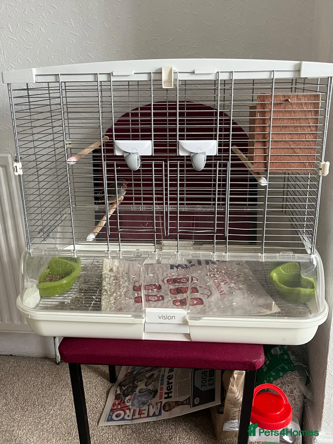 Finches birds for sale: Male and female zebra finches for sale  in Burton-on-Trent - Advert 1