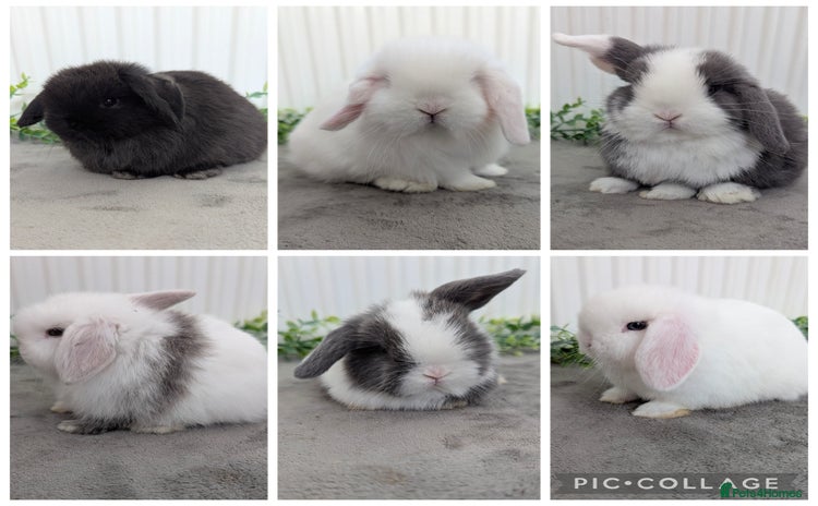 Mini Lop rabbits - Advert 6