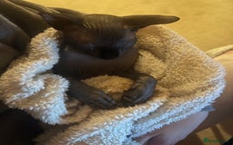 Sphynx cats for sale: Sphynx kitten Male - Image 4