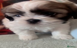 Shih Tzu dogs for sale: 5 beautiful puppies available  - Image 3