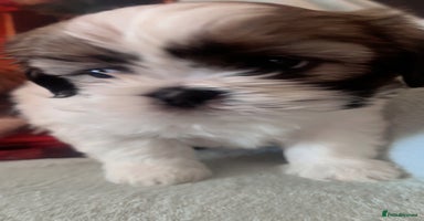 Shih Tzu dogs - Advert 10