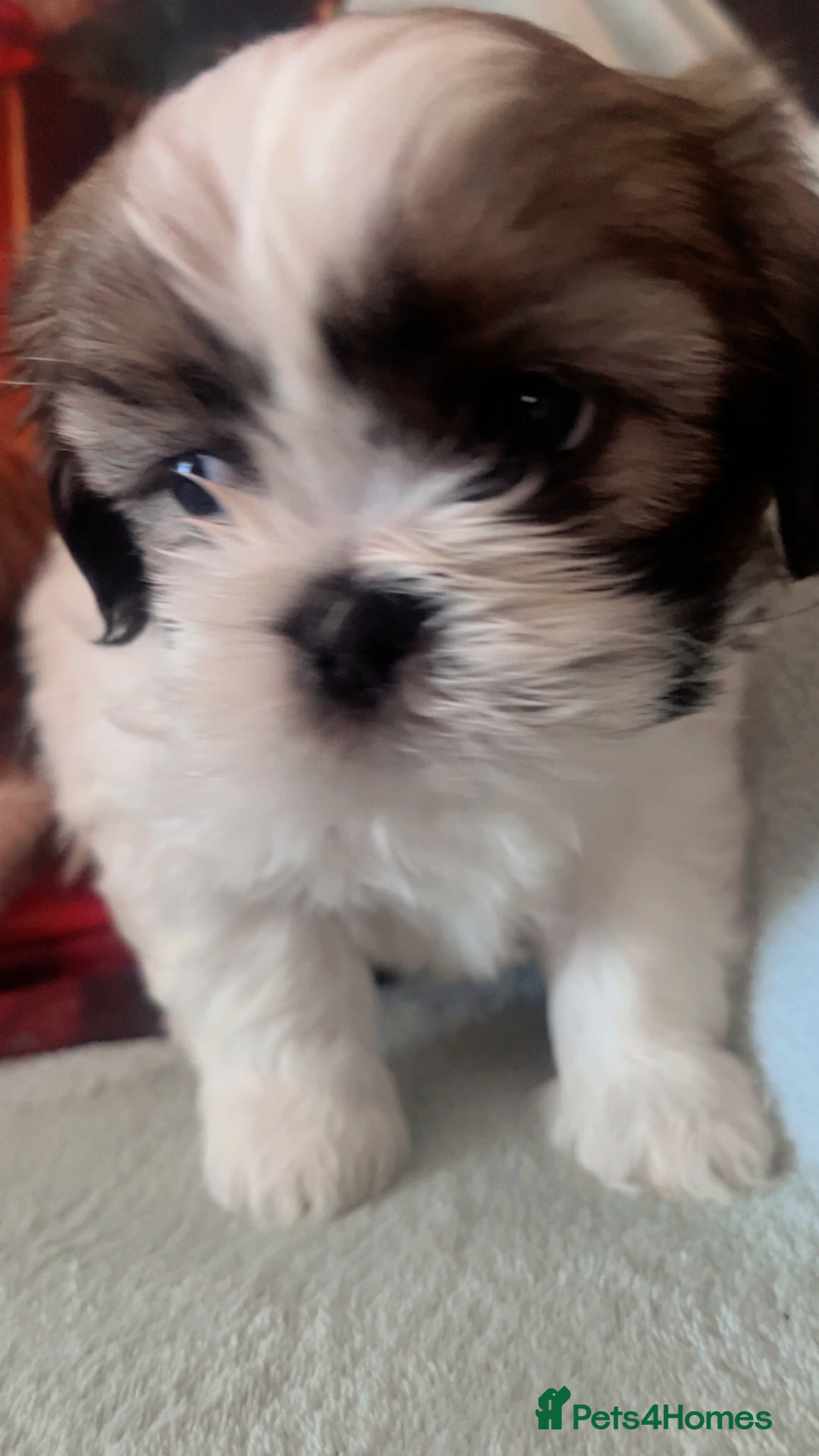 Shih Tzu dogs for sale: 5 beautiful puppies available  - Image 3