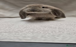 French Lop rabbits for sale: Beautiful French Lop Bunnies - Image 14