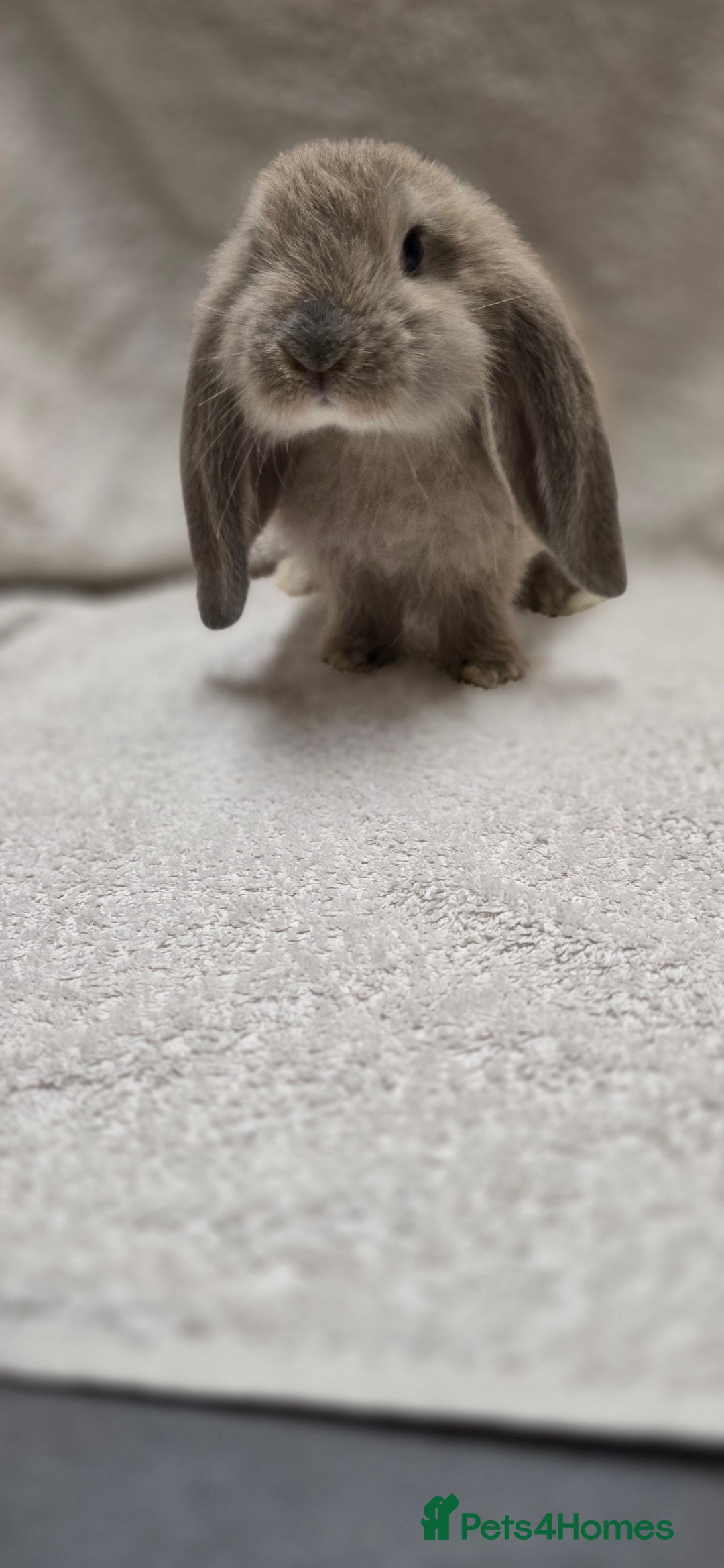 French Lop rabbits for sale: Beautiful French Lop Bunnies - Image 14