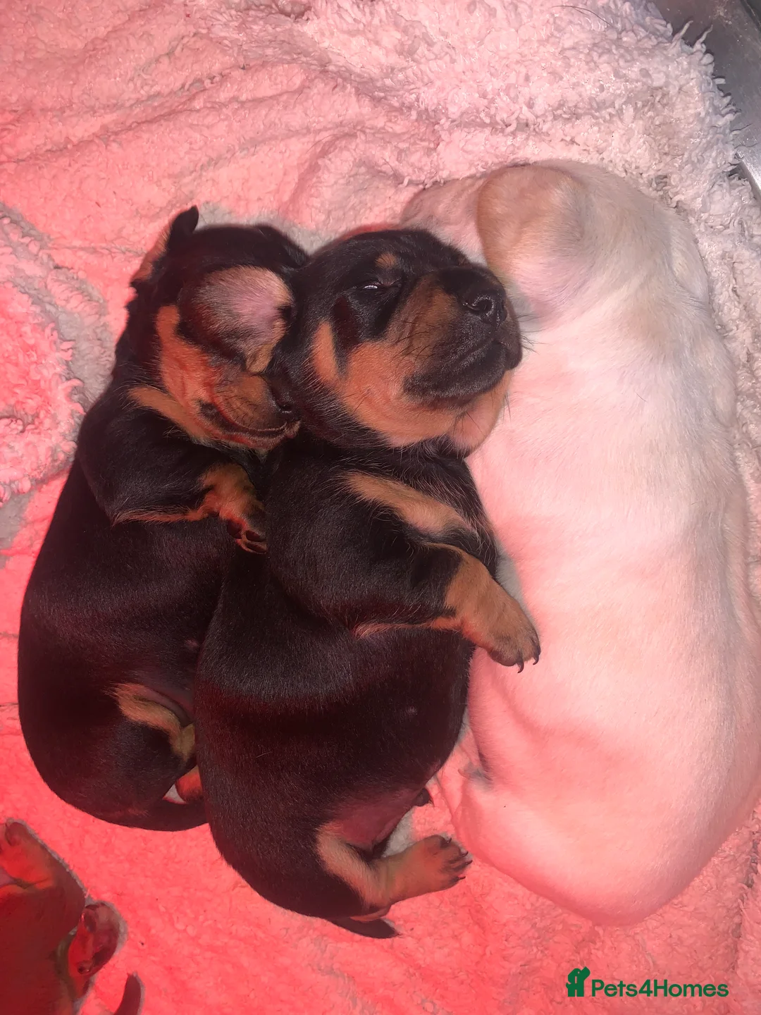 Dachshund dogs for sale: 🐾Adorable Dachshund Boys🐾 - Advert 4