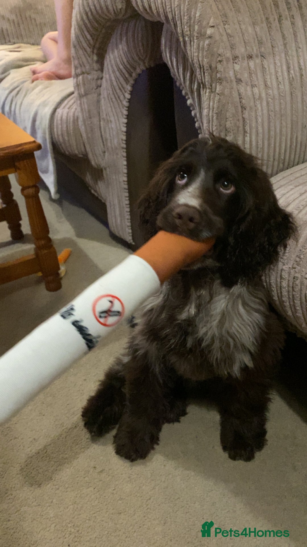 Sprocker dogs for sale: 8 month sprocker  - Advert 4