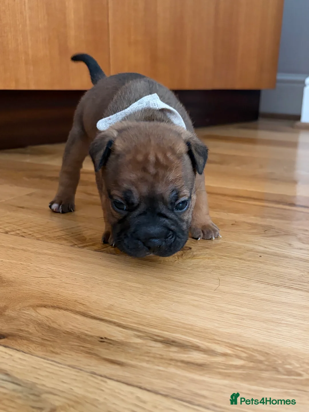 Mixed Breed dogs for sale: 7 Beautiful French Bull Dog Puppies  - Advert 2