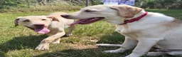 Labrador Retriever dogs for sale: 5 month old beautiful male Labrador for sale - Advert 6