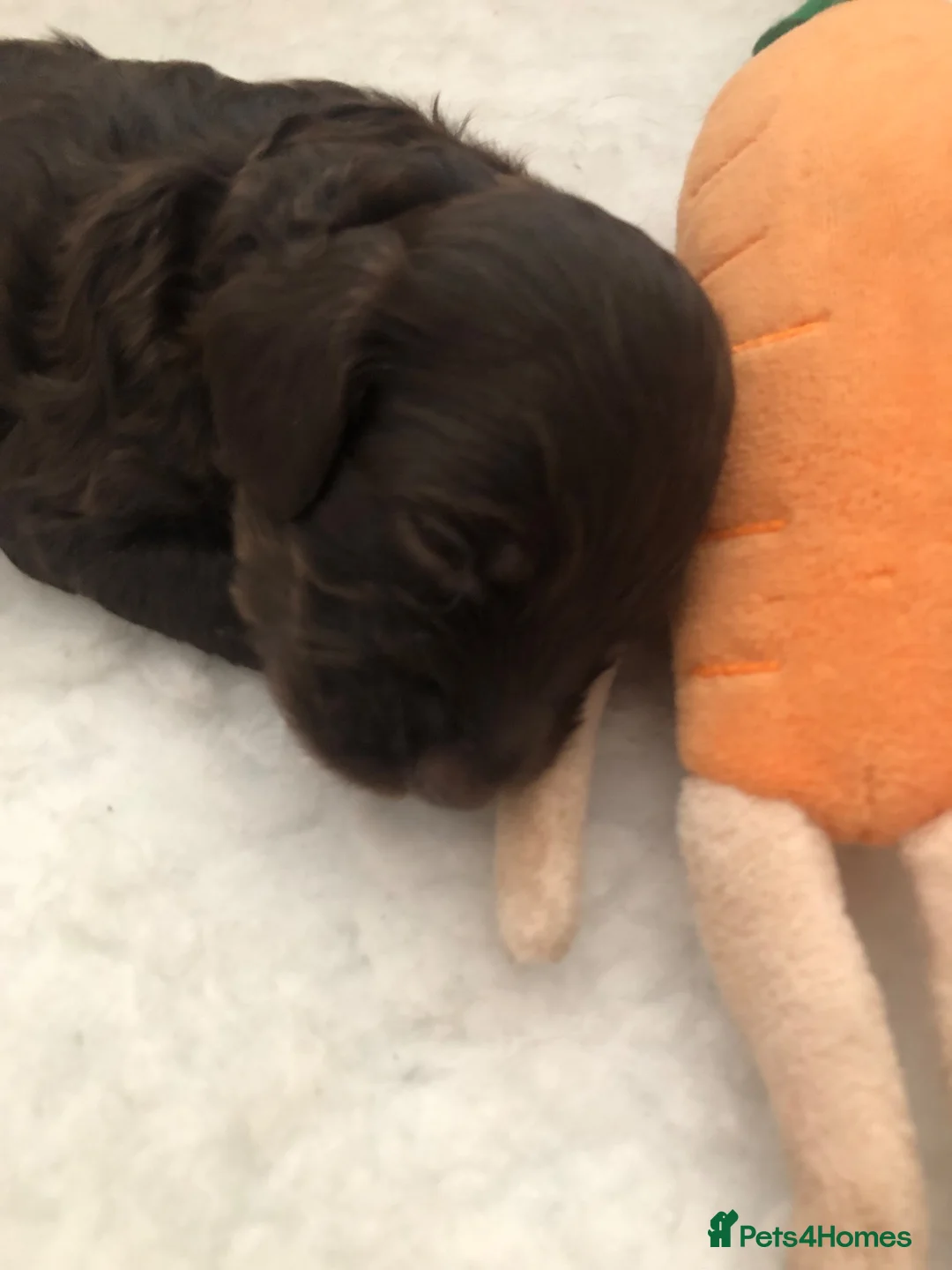 Cockapoo dogs for sale: F1b Cockapoo girl  - Advert 2