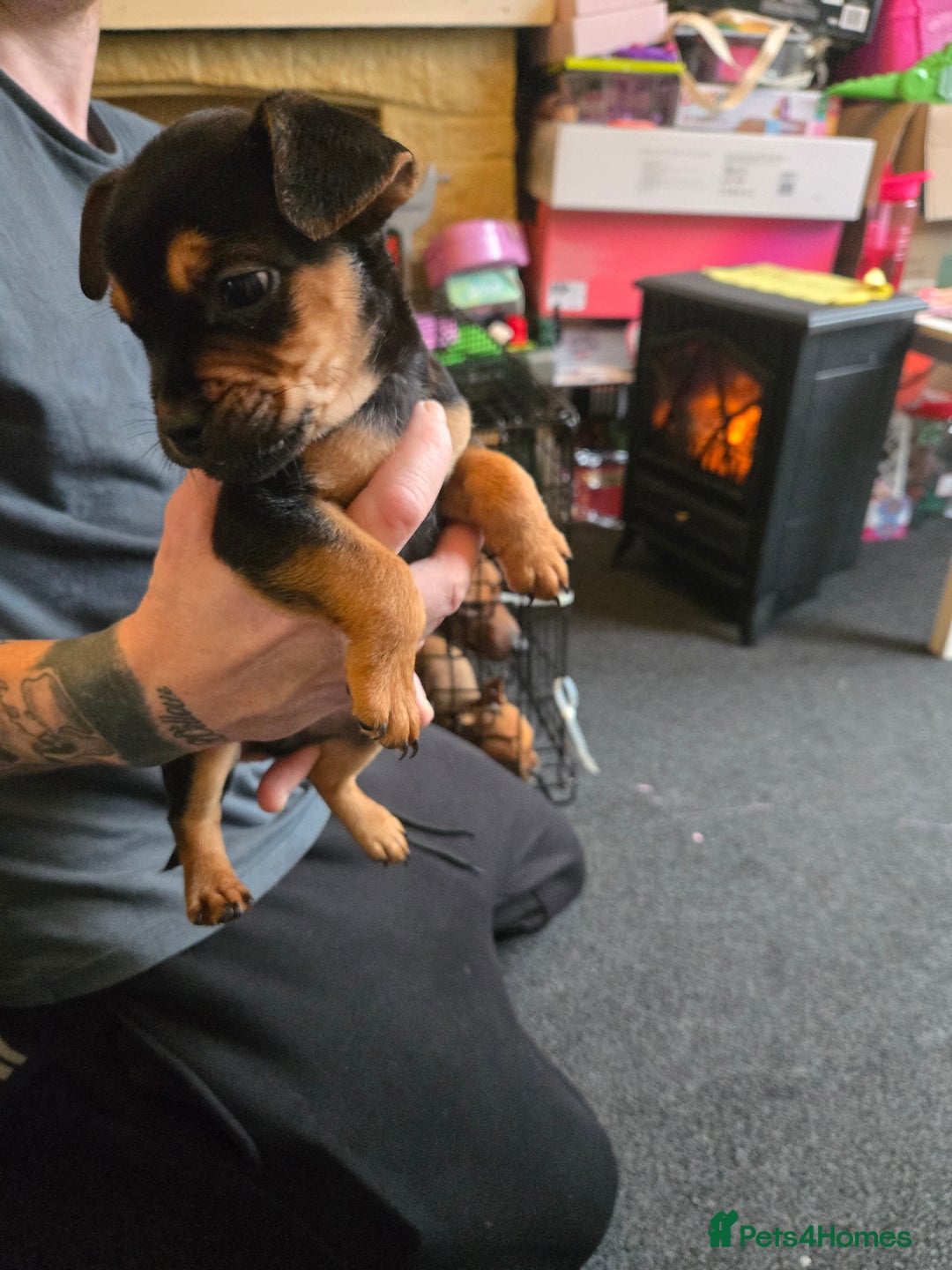 Mixed Breed dogs for sale: Lakeland terrier × French bulldog - Advert 2