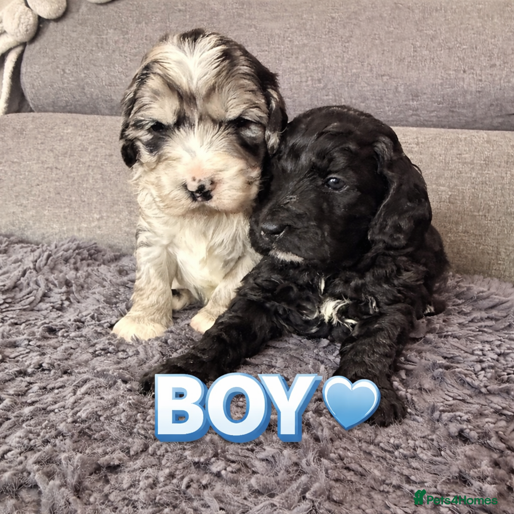 Australian Labradoodle dogs AUSTRALIAN LABRADOODLE  - Advert 12