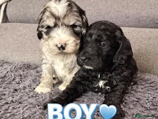 Australian Labradoodle dogs AUSTRALIAN LABRADOODLE - Advert 12