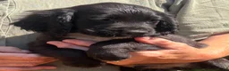 Cocker Spaniel dogs for sale: Gorgeous cocker spaniel pups - Advert 3
