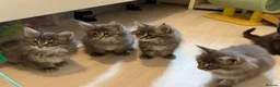 Maine Coon cats for sale: 👑Royal MaineCoon Girls TICA Champion Bloodline!👑 - Advert 5