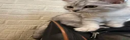 British Shorthair cats for sale: Gorgeous white British shorthair kittens 🐾 - Advert 12
