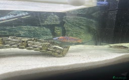 Cichlids fish for sale: Malawai cichlids  - Image 2