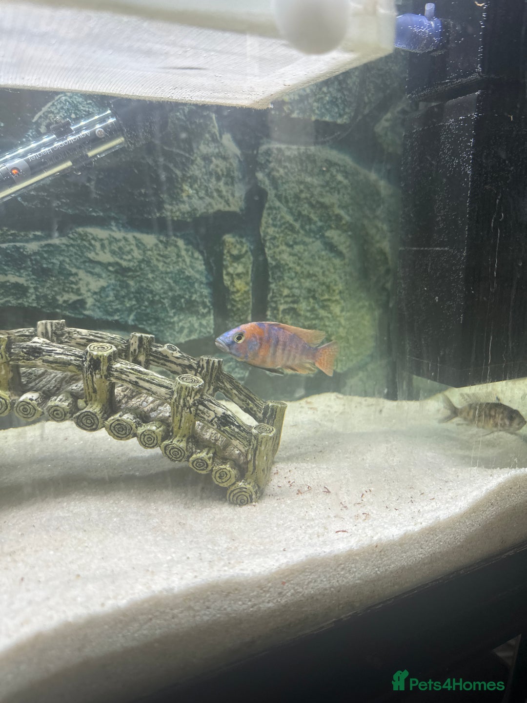 Cichlids fish for sale: Malawai cichlids  - Image 2