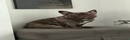 French Bulldog dogs for sale: Ace the french bulldog - Advert 6