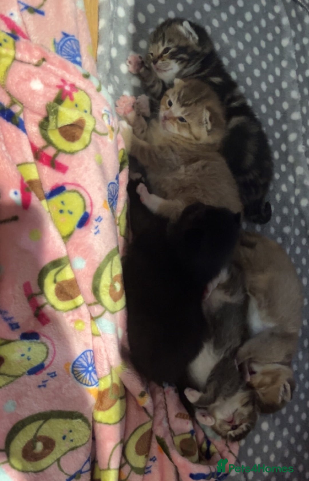 British Shorthair cats for sale: 5 beautiful British shorthair kittens - Image 1
