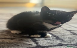 Domestic Shorthair cats for sale: Kittens for Sale - Image 7