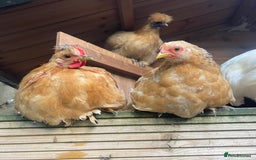 Chickens poultry for sale: Hen, POL Hens, Cockerels and chicks - Image 1